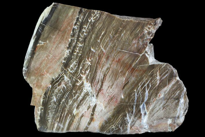 Petrified Wood (Araucioxylon) - Circle Cliffs, Utah #104681